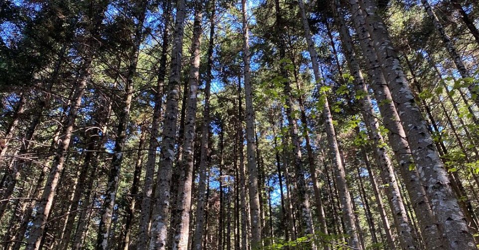 Arboreti di Vallombrosa, Vallombrosa, Italy, Italy